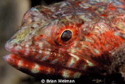 Lizard Fish Face Portrait by Brian Welman 